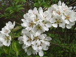 Birnenblüte